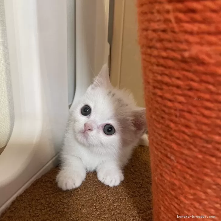 ID:2508-01114の子猫