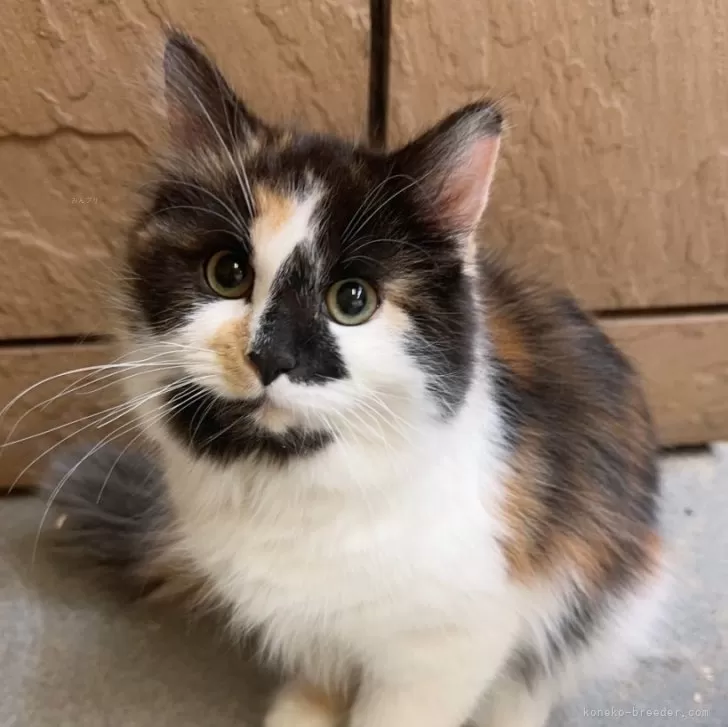 ID：2411-00086の子猫