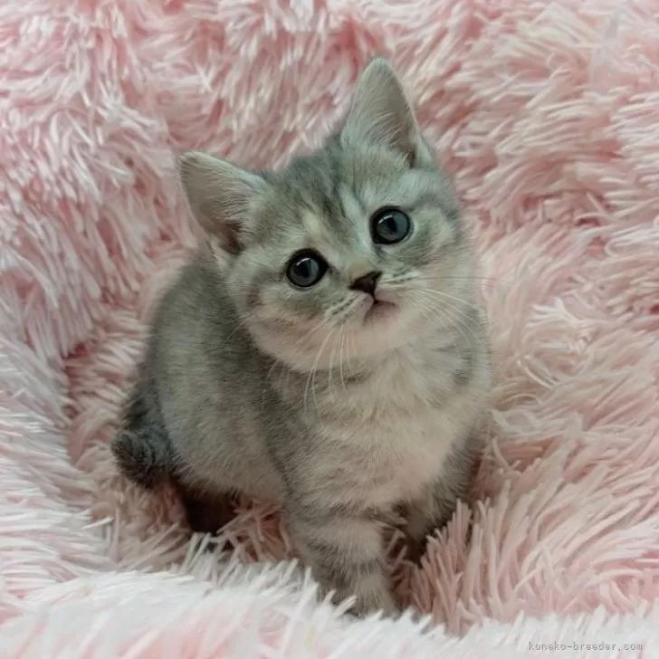ID：2503-02391の子猫