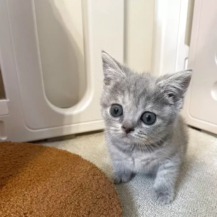 ID:2505-02693の子猫