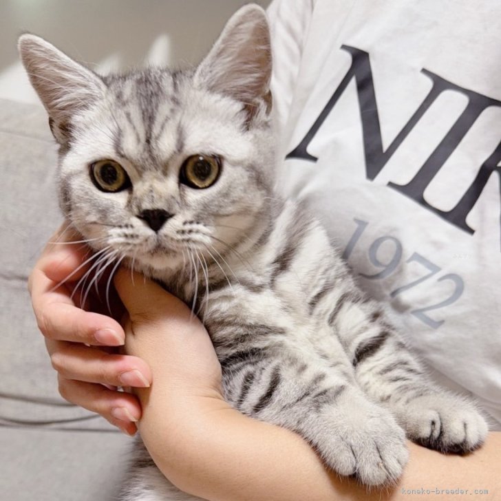 ブリーダー画像