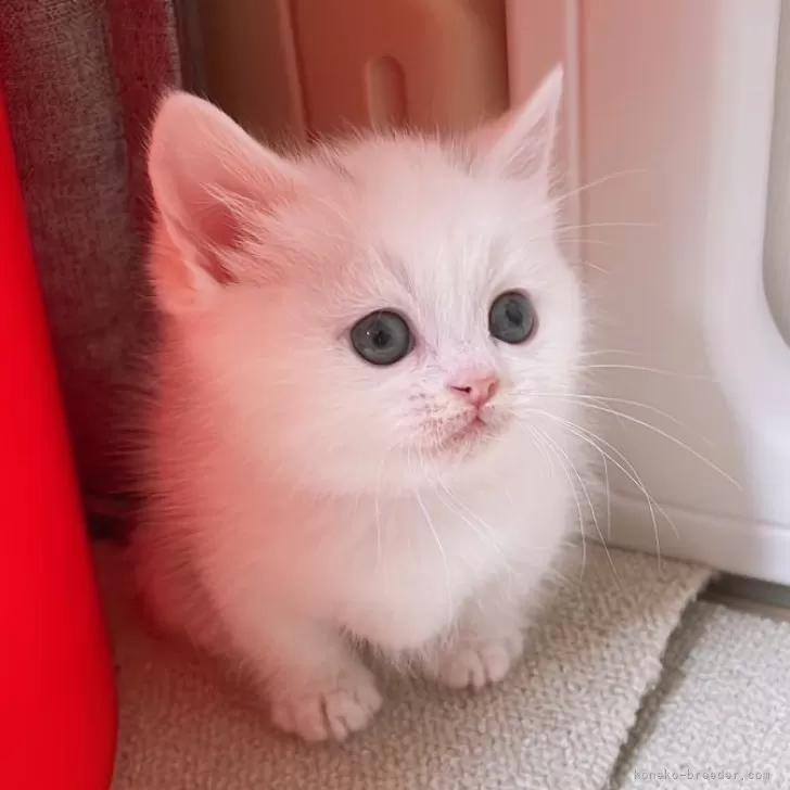 ID:2501-02301の子猫