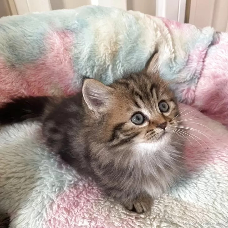 マンチカン(短足)【岡山県・男の子・2025年8月23日・ブラウンタビー】の写真1