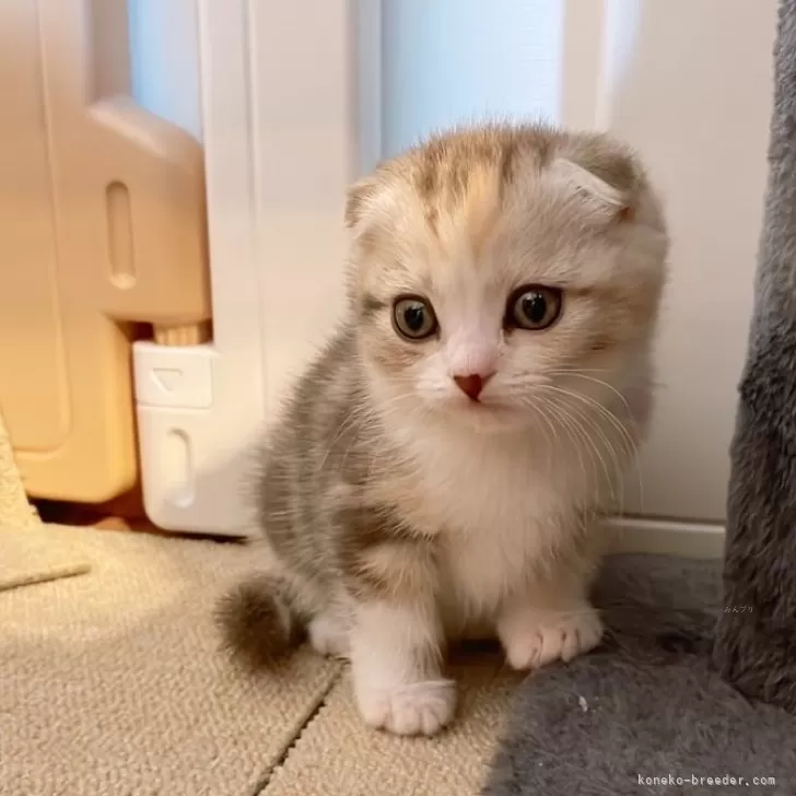 ID:2502-02430の子猫