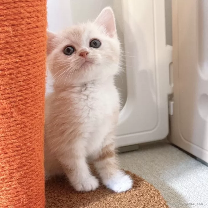 ID：2503-02165の子猫
