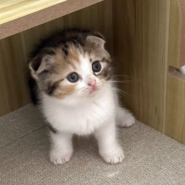 ID:2509-02130の子猫