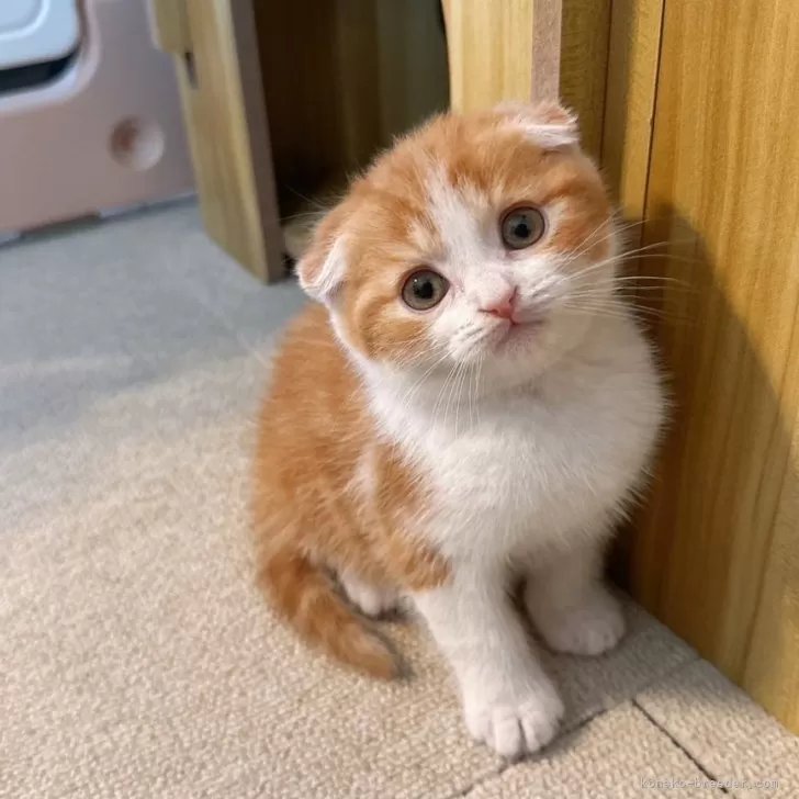 ID：2504-01732の子猫