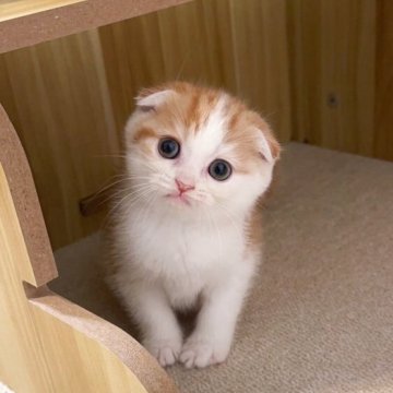 スコティッシュフォールド(折れ耳)【岡山県・女の子・2025年9月2日・レッドタビー&ホワイト】の写真「丸顔目もクリクリ👀性格も普通に良き良き💕」