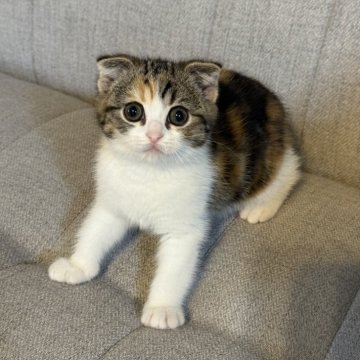 スコティッシュフォールド(折れ耳)【岡山県・女の子・2025年9月23日・シルバーパッチドタビー&ホワイト】の写真「おめめクリクリ♡」