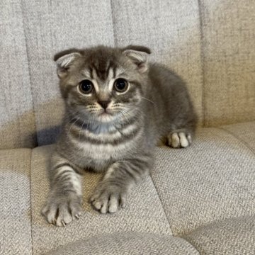 スコティッシュフォールド(折れ耳)【岡山県・男の子・2025年9月23日・ブルータビー】の写真「🐈🐈🐈」