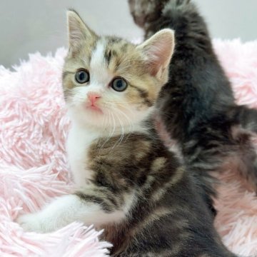 スコティッシュストレート【岡山県・男の子・2025年9月23日・ブラウンタビーホワイト】の写真「可愛い〜💕模様も綺麗でおっとりイケメン❣️🐱」