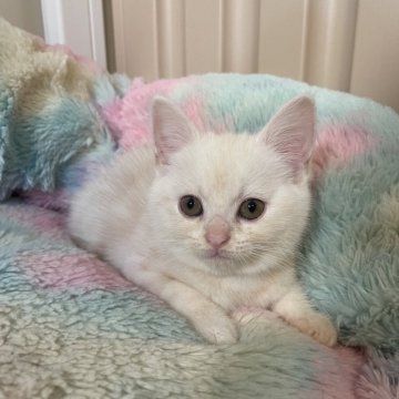 スコティッシュストレート【岡山県・女の子・2025年8月14日・クリームタビー】の写真「人慣れ猫慣れ、抱っこも大好き❤」