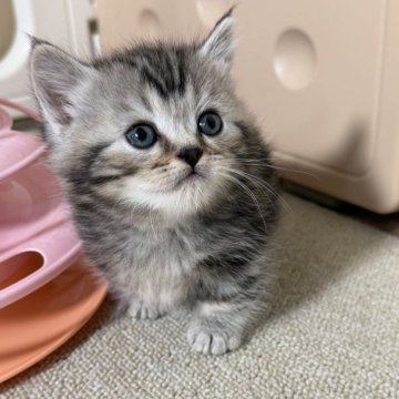 マンチカン(短足)【岡山県・男の子・2026年2月13日・シルバータビー】の写真「すぐにコロコロと人懐っこい子です❣️🐱」