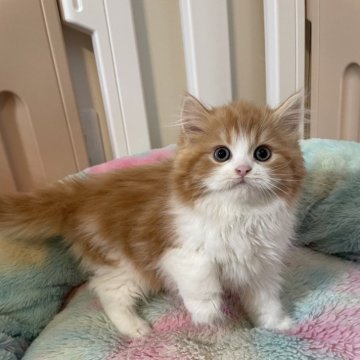 スコティッシュストレート【岡山県・女の子・2025年9月30日・レッドタビー&ホワイト】の写真「オモチャ大好きの美人さんです❤️🐱❤️」