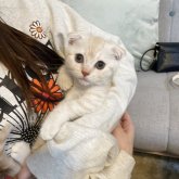 スコティッシュフォールド(折れ耳)