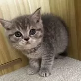 スコティッシュストレート