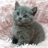 ブリティッシュショートヘア【岡山県・男の子・2025年4月8日・ブルー】の写真1