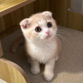 スコティッシュフォールド(折れ耳)
