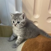 スコティッシュストレート