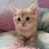 スコティッシュストレート