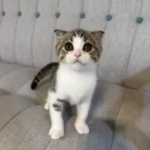 スコティッシュストレート【岡山県・男の子・2025年7月29日・ブラウンタビーホワイト】の写真1