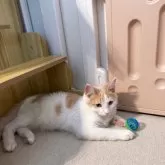 ノルウェージャンフォレストキャット