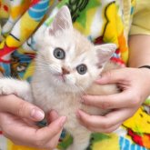 スコティッシュストレート