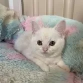 スコティッシュストレート