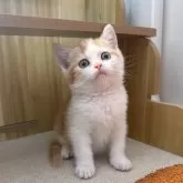 スコティッシュストレート