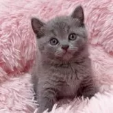 ブリティッシュショートヘア【岡山県・男の子・2025年4月8日・ブルー】の写真2