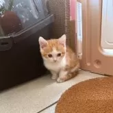 スコティッシュストレート【岡山県・男の子・2025年9月2日・レッドタビー】の写真2