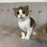 スコティッシュストレート【岡山県・男の子・2025年7月29日・ブラウンタビーホワイト】の写真2