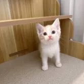 スコティッシュストレート【岡山県・男の子・2025年10月23日・レッドタビーホワイト】の写真2