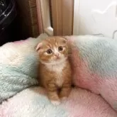 スコティッシュフォールド(折れ耳)【岡山県・男の子・2025年8月7日・レッドタビーホワイト】の写真3