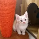 スコティッシュストレート【岡山県・男の子・2025年10月23日・レッドタビーホワイト】の写真3