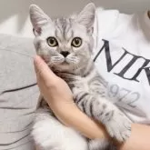 スコティッシュストレート【岡山県・男の子・2025年2月24日・シルバータビー】の写真3