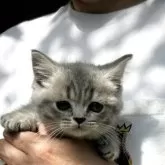 スコティッシュストレート【岡山県・男の子・2025年8月17日・ブルータビー】の写真3