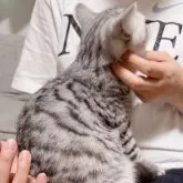 スコティッシュストレート【岡山県・男の子・2025年2月24日・シルバータビー】の写真4