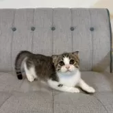 スコティッシュストレート【岡山県・男の子・2025年7月29日・ブラウンタビーホワイト】の写真4