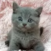 ブリティッシュショートヘア【岡山県・男の子・2025年4月8日・ブルー】の写真4