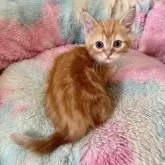 マンチカン(短足)【岡山県・男の子・2025年8月23日・レッドタビー】の写真4