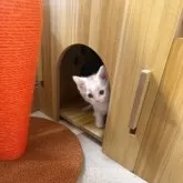 スコティッシュストレート【岡山県・男の子・2025年10月23日・レッドタビーホワイト】の写真4