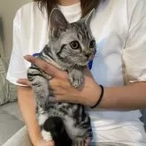 マンチカン(短足)【岡山県・男の子・2025年6月10日・シルバータビー】の写真4