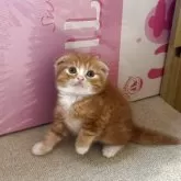 スコティッシュフォールド(折れ耳)【岡山県・男の子・2025年8月7日・レッドタビーホワイト】の写真4