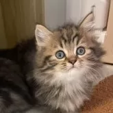 マンチカン(短足)【岡山県・男の子・2025年8月23日・ブラウンタビー】の写真5