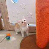 スコティッシュストレート【岡山県・男の子・2025年10月23日・レッドタビーホワイト】の写真5