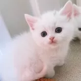 マンチカン(短足)【岡山県・女の子・2024年12月18日・ホワイト】の写真5