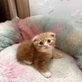 スコティッシュフォールド(折れ耳)【岡山県・男の子・2025年8月7日・レッドタビーホワイト】の写真7