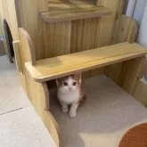 スコティッシュストレート【岡山県・男の子・2025年9月2日・レッドタビー】の写真7