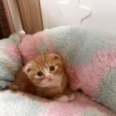 スコティッシュフォールド(折れ耳)【岡山県・男の子・2025年8月7日・レッドタビーホワイト】の写真8